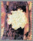 中国1981年きのこ6種