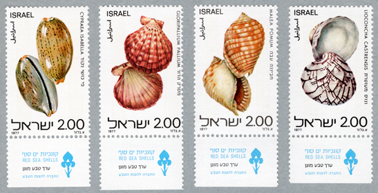 �ȳ��γ��������դ�����